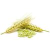 Malted barley