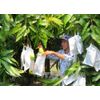 Fresh Vinaf mango fruits