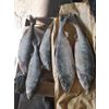 Chum salmon, frozen