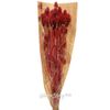 Kaemingk / Dried flowers for floristry Falaris 50 cm red