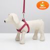 Пижон / Dude / Ammunition set embossed, 1.5 cm, harness 36-49 cm, leash 120 cm, red-blue