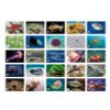 GamesDealer / Memo "Underwater World"