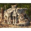 Опт-картина / Pintura por números 40x50 Wolf pack