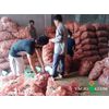 Fresh ginger root