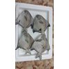 Black Pomfret and Silver Pomfret