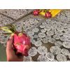 DRAGONFRUIT - DRIED PITAHAYA (PRODUCER)