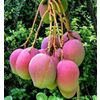 Australian (apple) mangoes