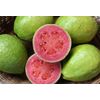Guava from Vietnam