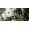 Hydrosol Eucalyptus