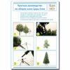 Tsar tree / Artificial spruce "Camila Lux", 180 cm, green