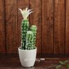 Kaemingk / Artificial potted plant Cactus White Pearl 24 cm