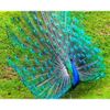 Опт-картина / Malen nach Zahlen 40x50 Schöner Pfau