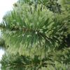 Tsar tree / Artificial spruce "Camila Lux", 180 cm, green