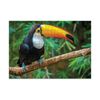 Dodo / Bulmaca "Kuş Toucan. Brezilya"