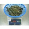 Black Tiger Shrimp (Penaeus monodon)