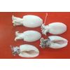 Peeled cuttlefish