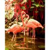 Опт-картина / Pintura por números 40x50 Flamencos rosas