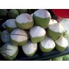 Fresh young coconut