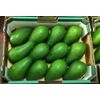 Fresh avocado