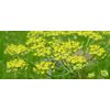 Essential oil of Fennel