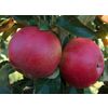 Fresh apples Idared
