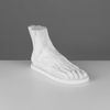 Мастерская Экорше / Plaster figure "Anatomical foot"