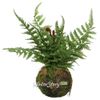 Kaemingk / Artificial fern in kokedam Delaware maidenhair 35 * 28 cm