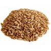 Barley "Crohn"