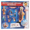 Играем вместе / Giochiamo insieme / Play set "Organi umani interni"