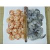 Black Tiger Shrimp (Penaeus monodon)