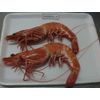 Black Tiger Shrimp (Penaeus monodon)