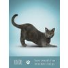GamesDealer / Tarot Cards: "Yoga Cats Deck & Book Set"