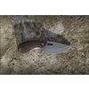 Knife City Marten Tree, SARO