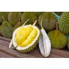 Durian - "The King of All Fruits"