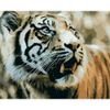 Опт-картина / Pintura por números 40x50 Tigre asustado