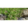 Hydrosol Of Thyme