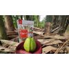 DRIED GUAVA FROM THE PRODUCER FACTORY
