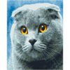 Опт-картина / Diamond mosaic, 40x50, square rhinestones British cat