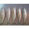 Indian pacific mackerel