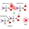 Non-protein amino acids