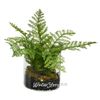 Kaemingk / Artificial fern Diplasium in a glass vase 25 cm
