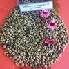 ROBUSTA SCR 13 - HIGH QUALITY COFFEE - HIGH QUALITY - GOOD PRICE