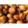 Hazelnut in shell