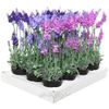 Kaemingk / Artificial flower Lavender Loddon Blue in a pot 38 cm