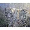 Опт-картина / Painting by numbers 40x50 White tiger